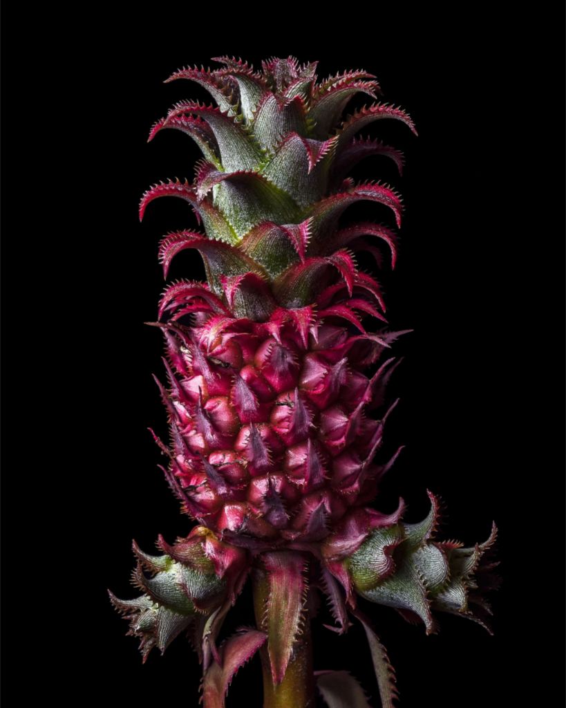 Petite Pineapple