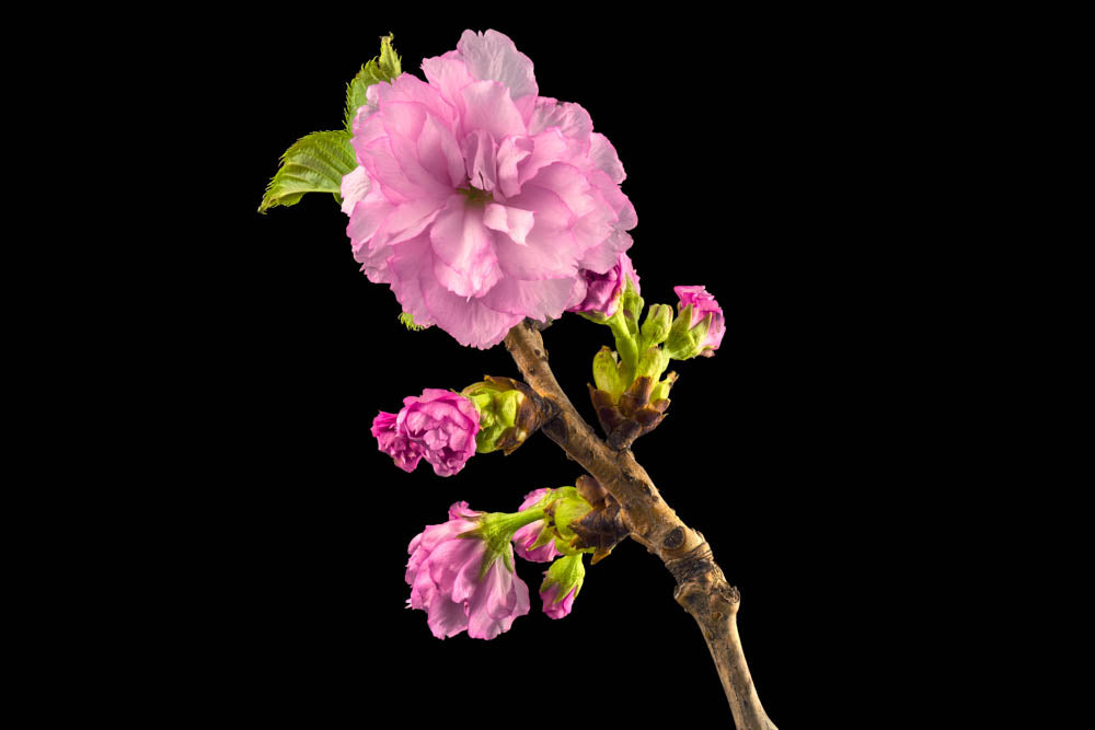 Notecard – Cherry Blossom