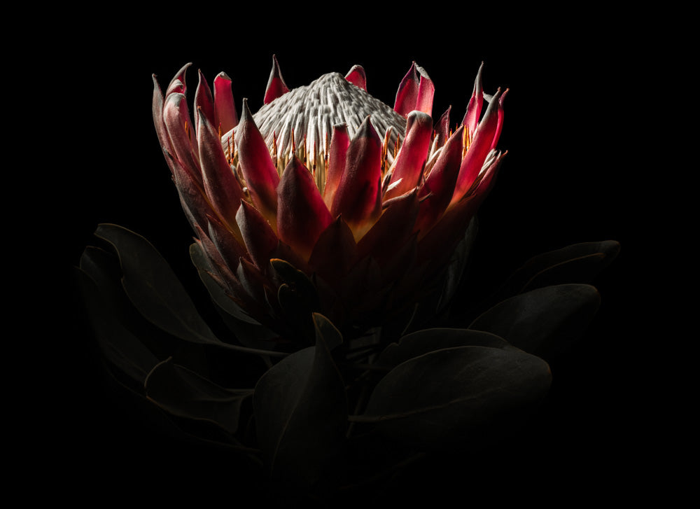 Notecard – King Protea