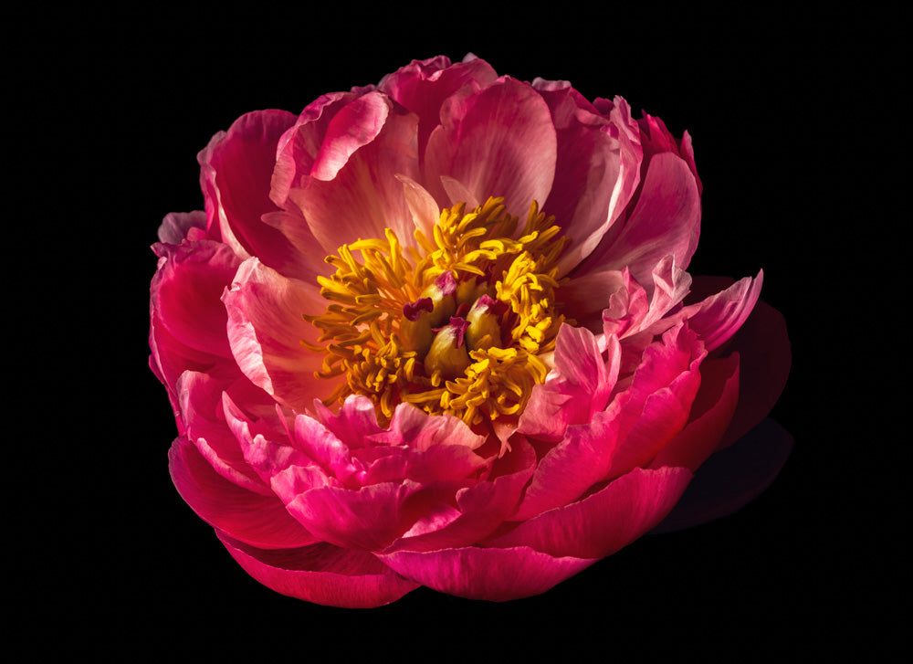 Notecard – Pink Peony