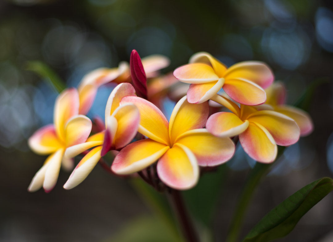 Notecard – Rainbow Bunch