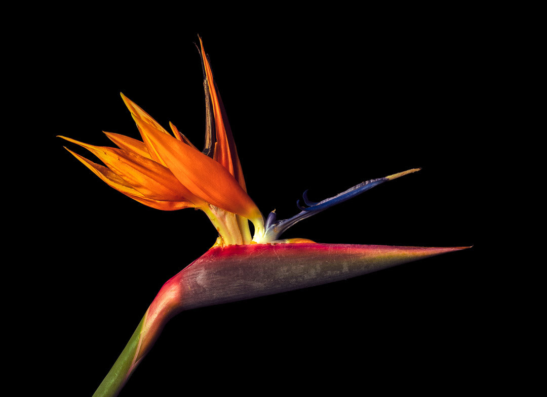 Notecard – Bird of Paradise