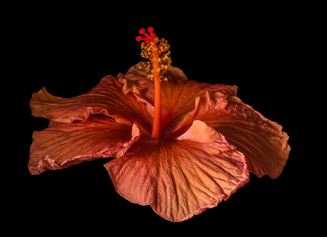 Notecard – Orange Hibiscus
