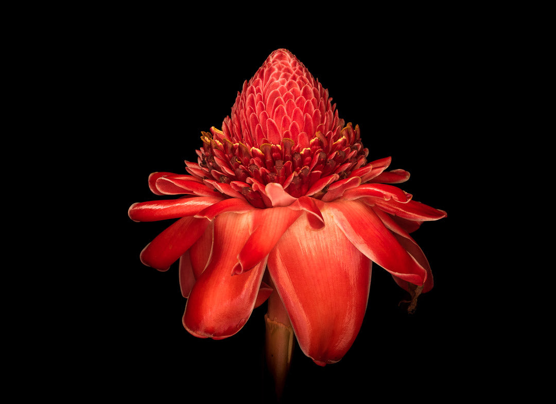 Notecard – Torch Ginger