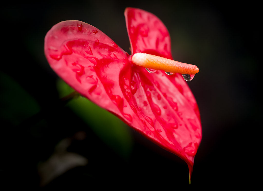 Notecard – Heart Anthurium