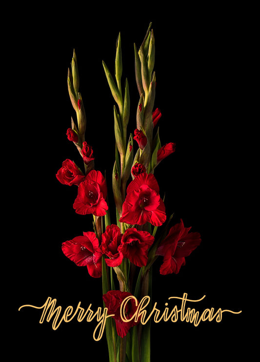 Notecard - Dawning Beauty - Merry Christmas