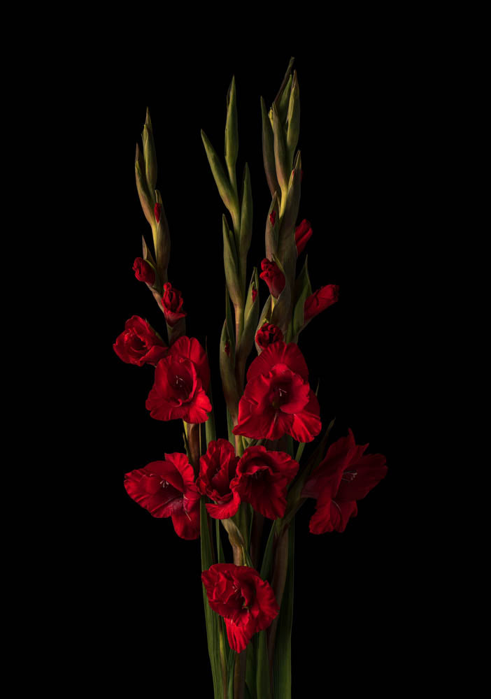 Notecard - Dawning Beauty