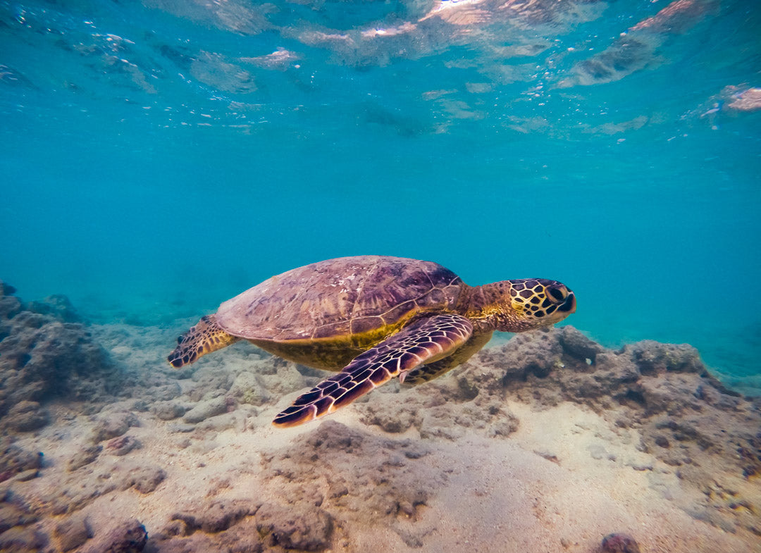 Notecard – Honu