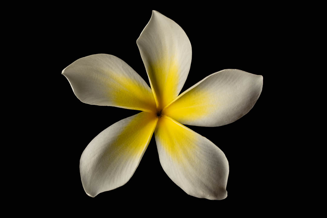 Grandpa's White and Yellow Plumeria