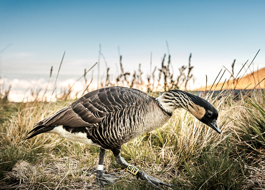 Notecard -  Grazing Nene