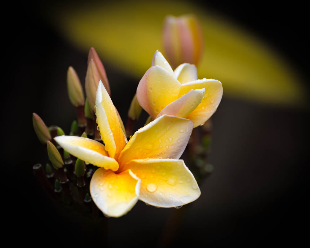 Notecard - Haleakalā