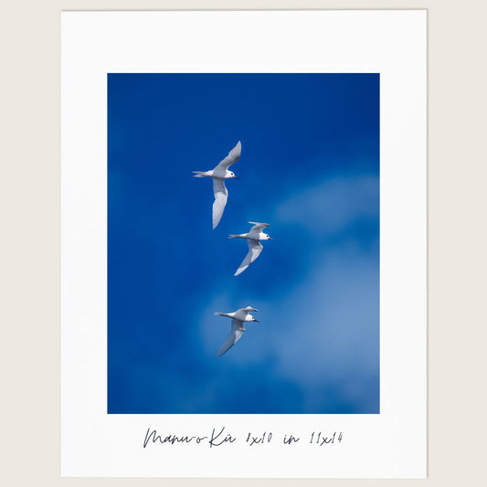 Manu-o-Kū Fine Art Print