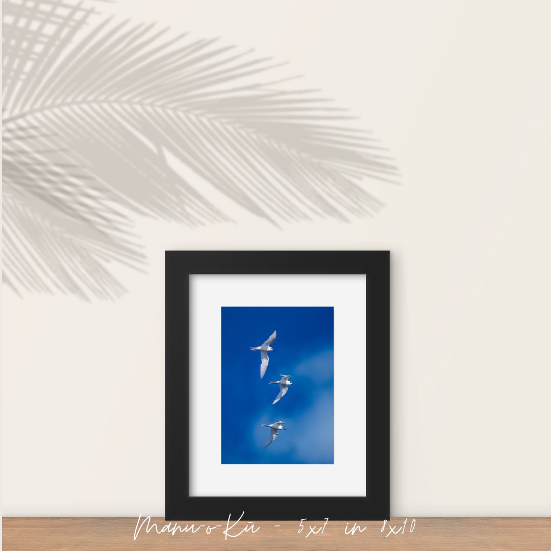 Manu-o-Kū Fine Art Print