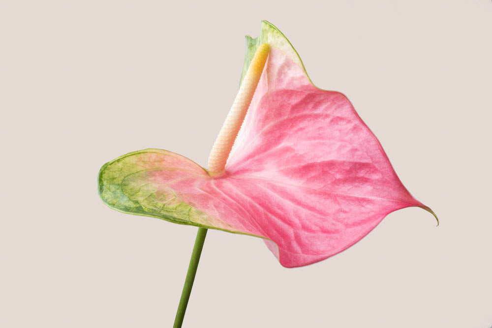 Notecard - Pink on Green