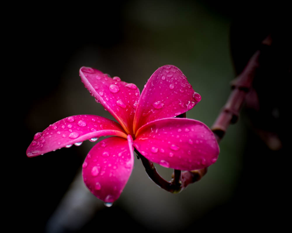 Notecard - Pretty in Pink