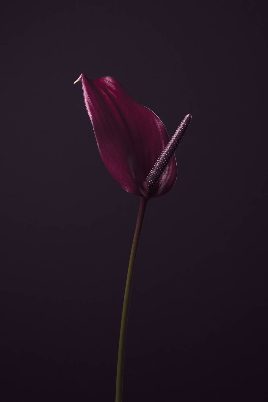 Purple Peace