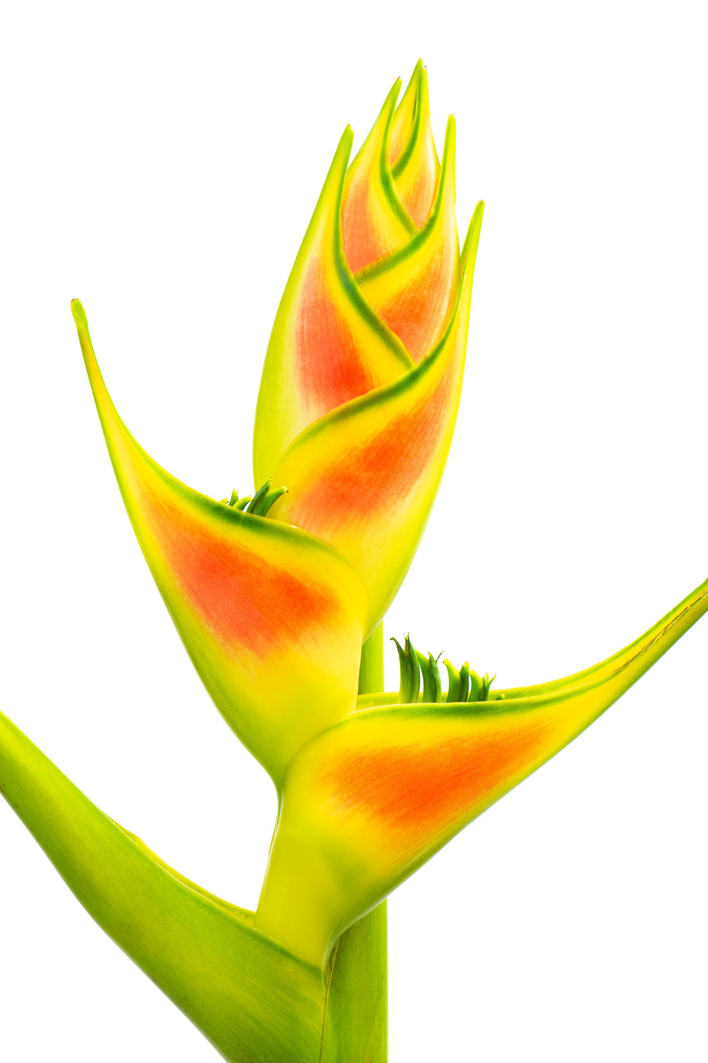 Rainforest Rhapsody Fine Art Print