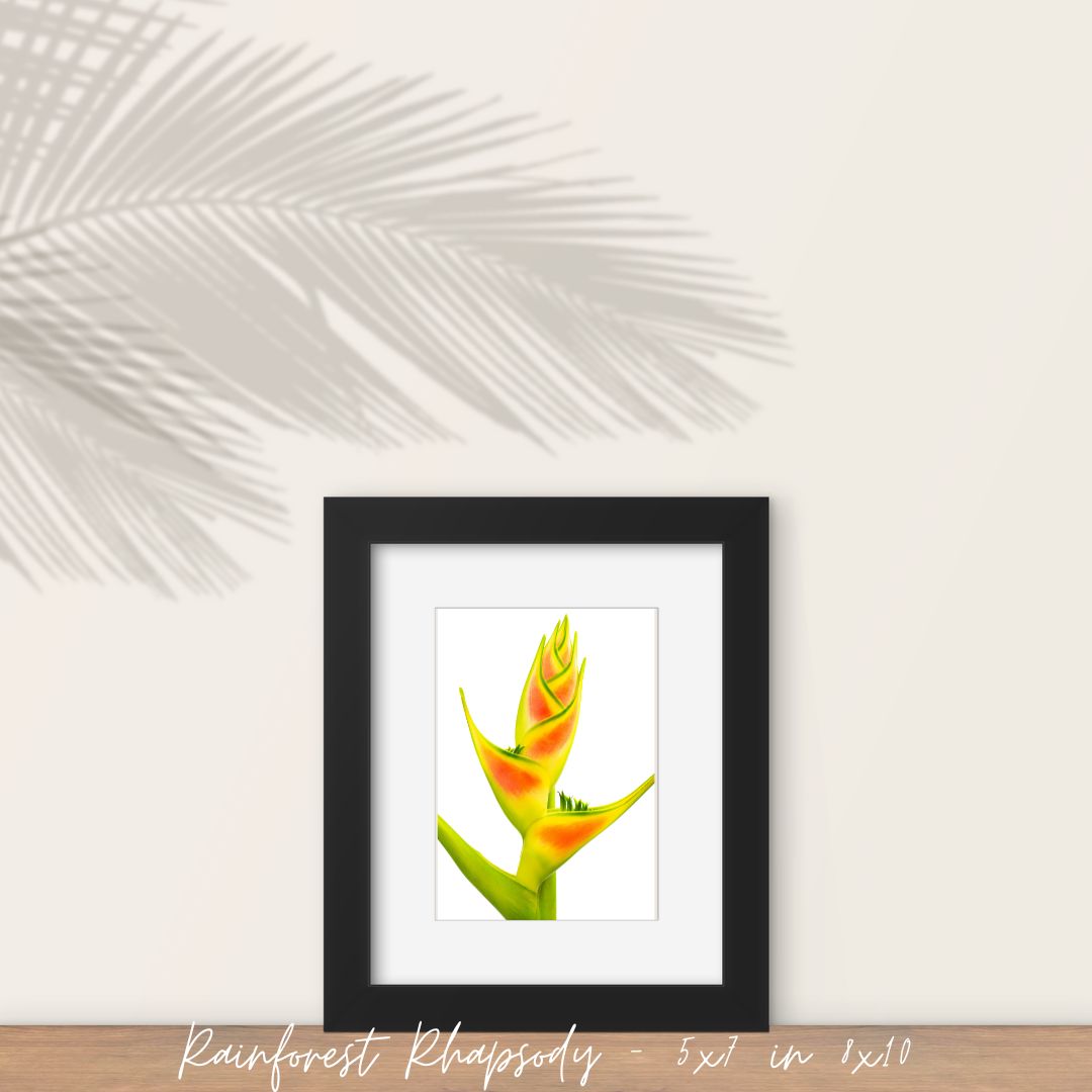 Rainforest Rhapsody Fine Art Print