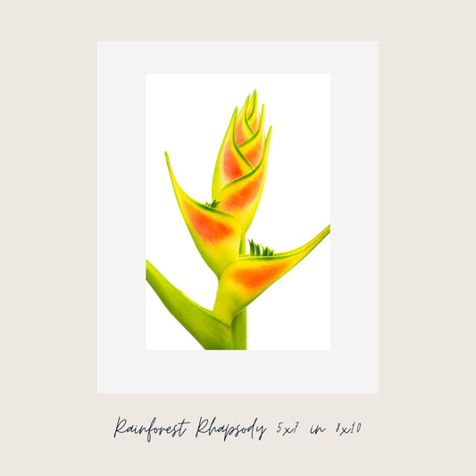 Rainforest Rhapsody Fine Art Print