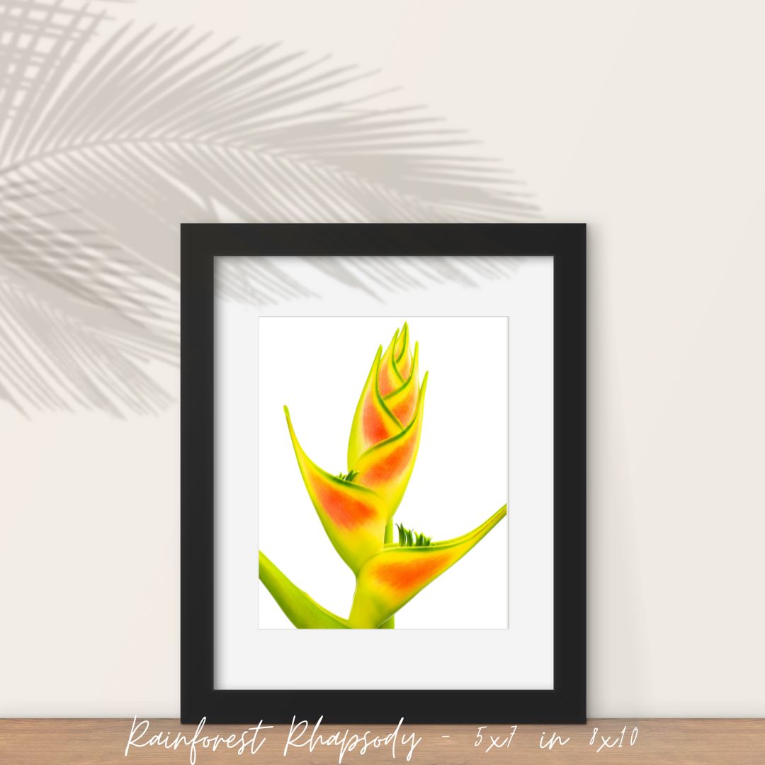 Rainforest Rhapsody Fine Art Print