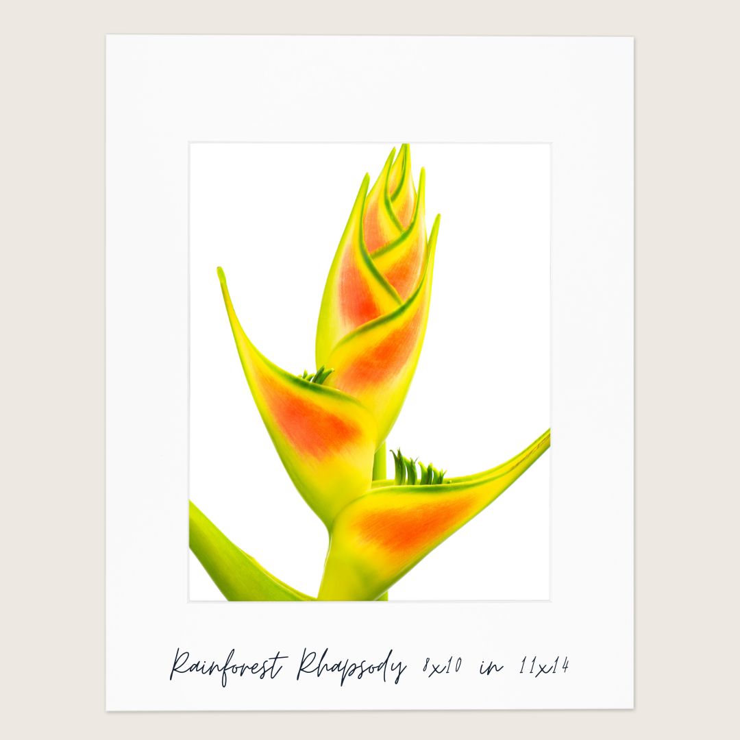 Rainforest Rhapsody Fine Art Print