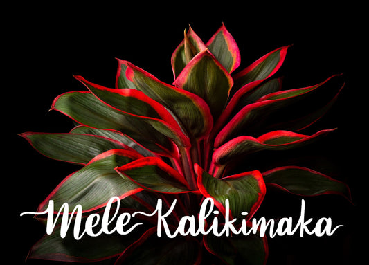 Notecard - Ti Plant (John Cummins) - Mele Kalikimaka