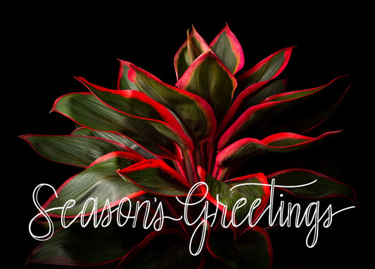 Notecard - Ti Plant (John Cummins) - Season's Greetings