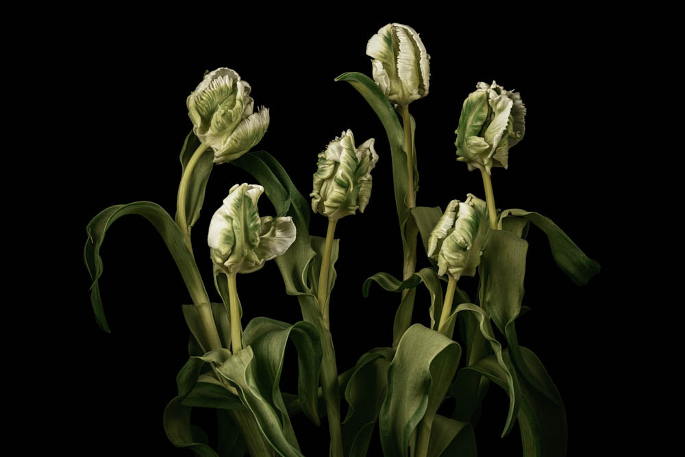 Transcendent Tulips