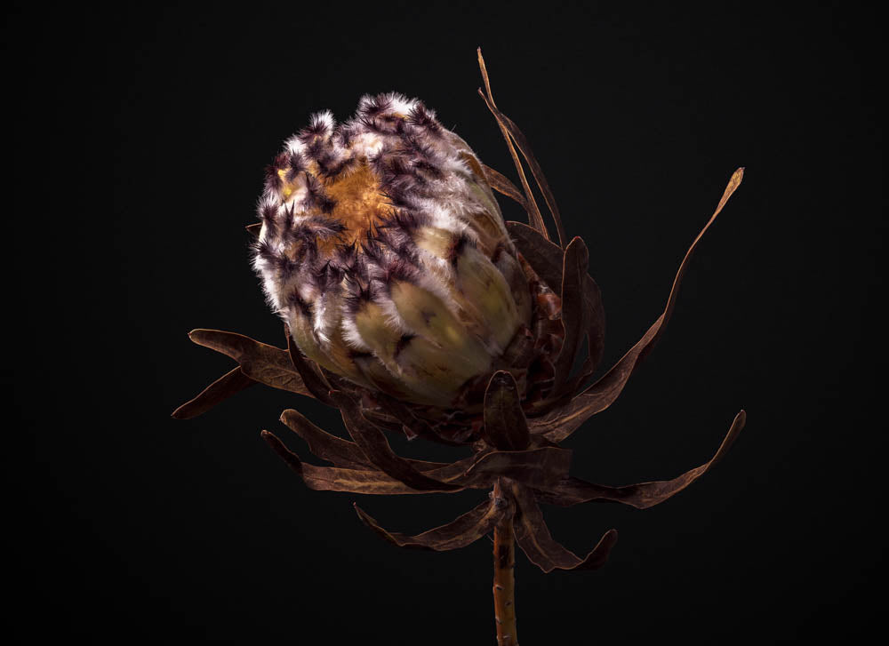 Notecard – White Mink Protea