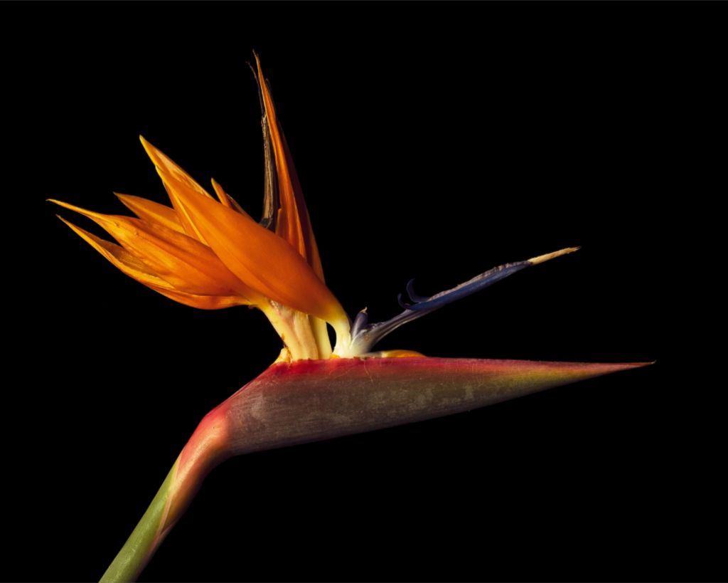 Bird of Paradise Fine Art Print