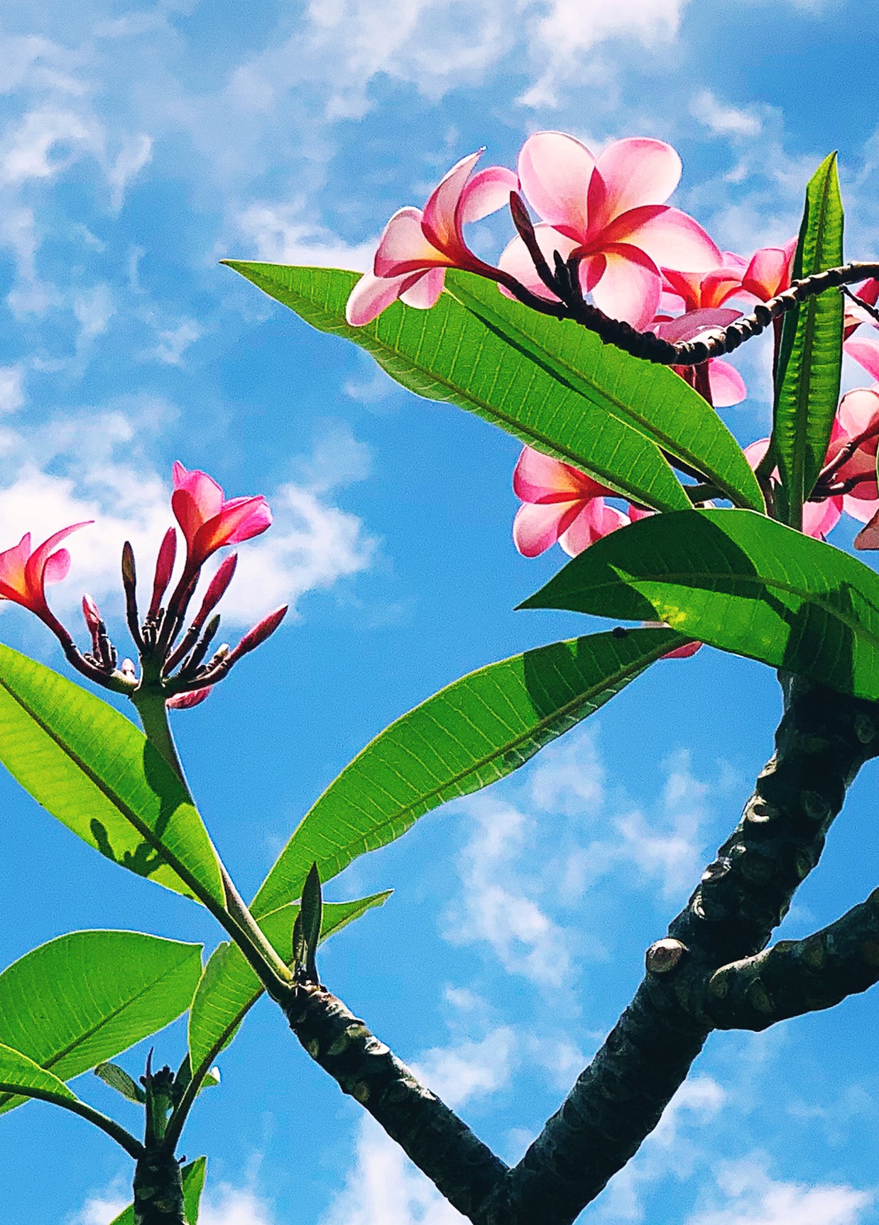 Plumeria Collection - Boxed Set of 6 Notecards
