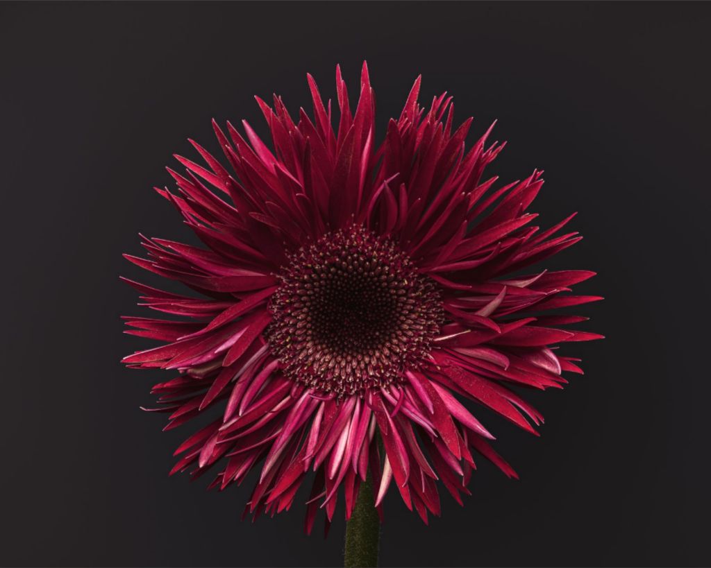 Gerbera on Gray