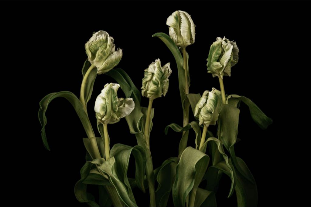 Transcendent Tulips