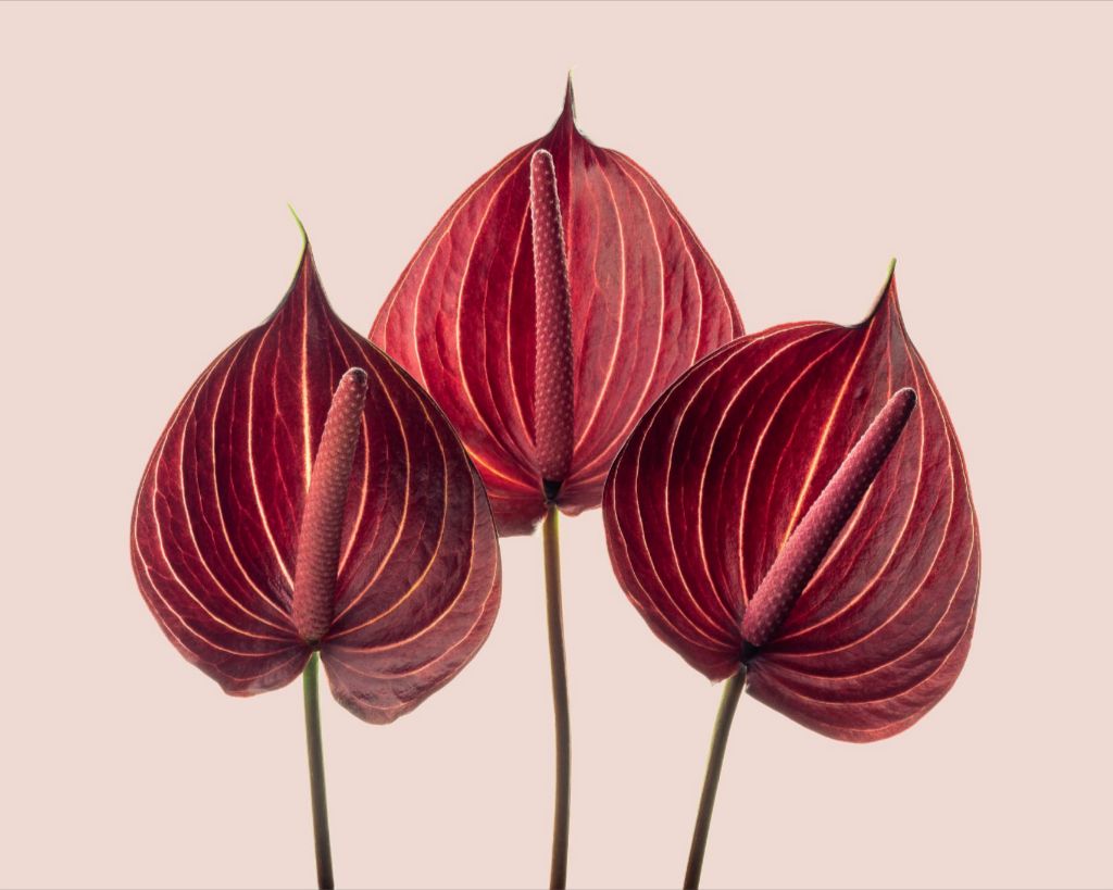 Crimson Fire