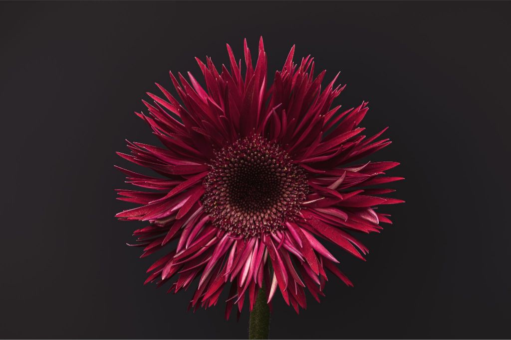 Gerbera on Gray