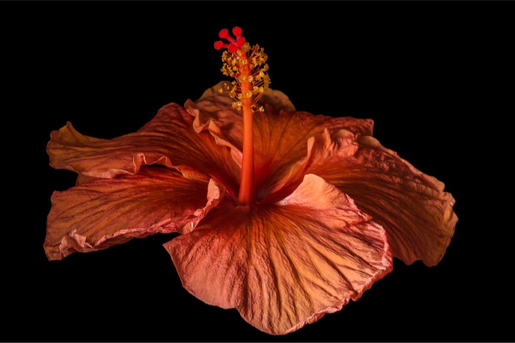 Orange Hibiscus