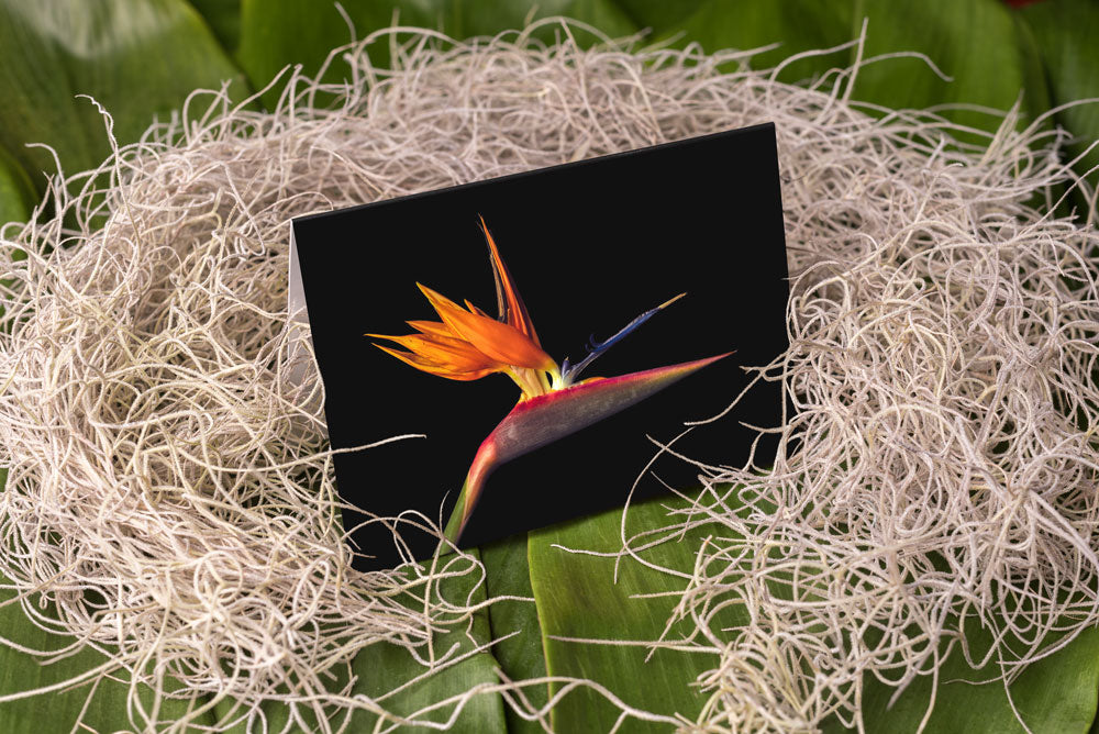 Notecard – Bird of Paradise