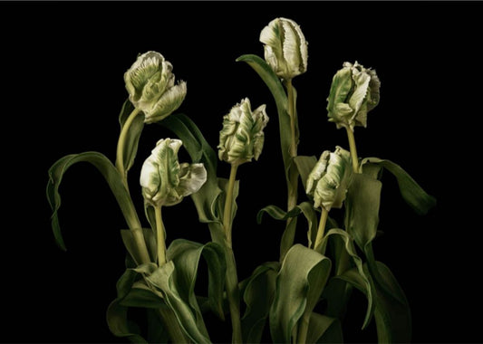 Transcendent Tulips