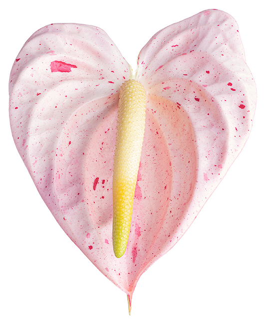 Sticker - Candy Cane Heart