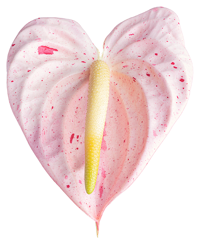 Sticker - Candy Cane Heart