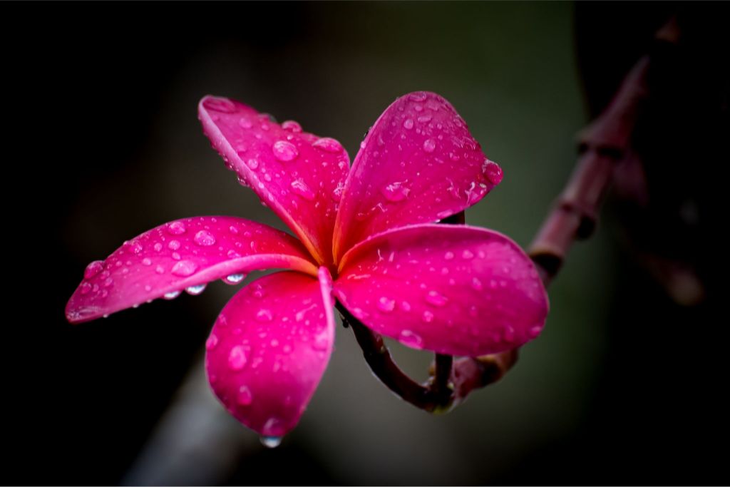 Pretty in Pink
