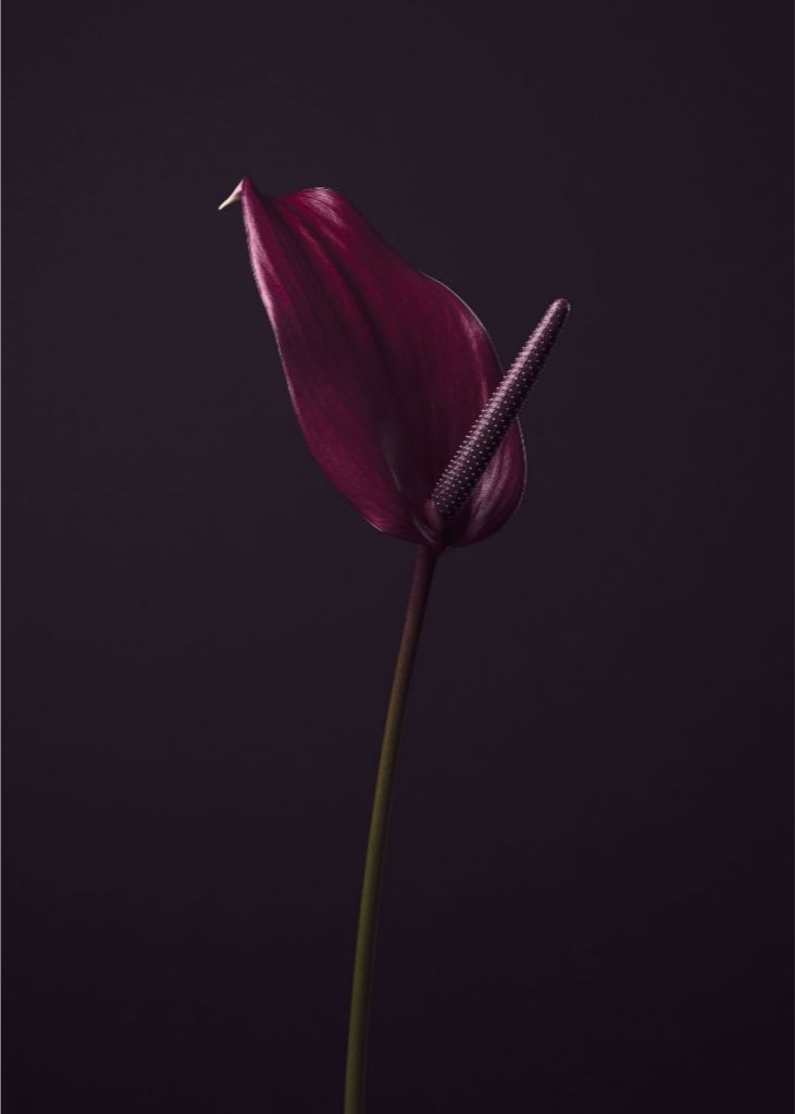 Purple Peace