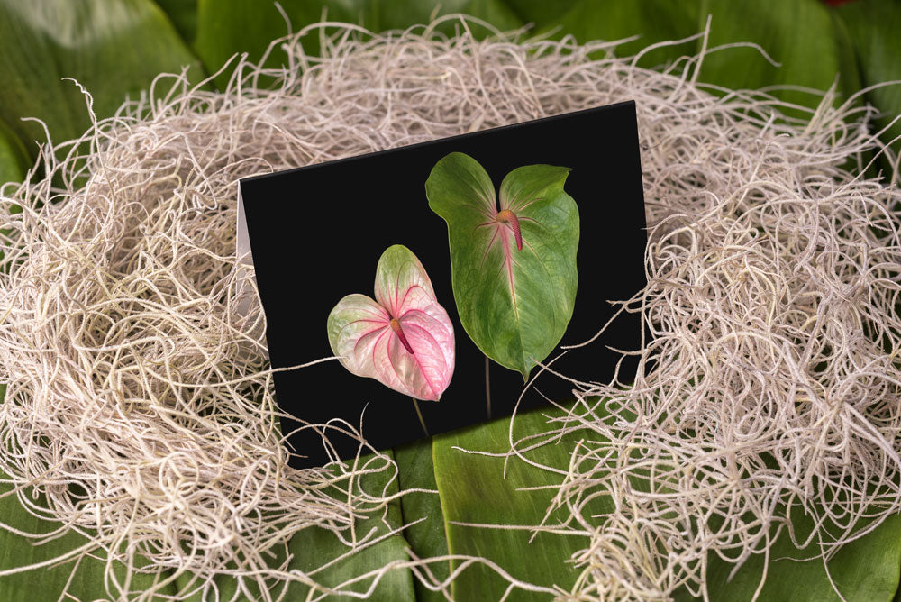 Notecard – Double Anthuriums