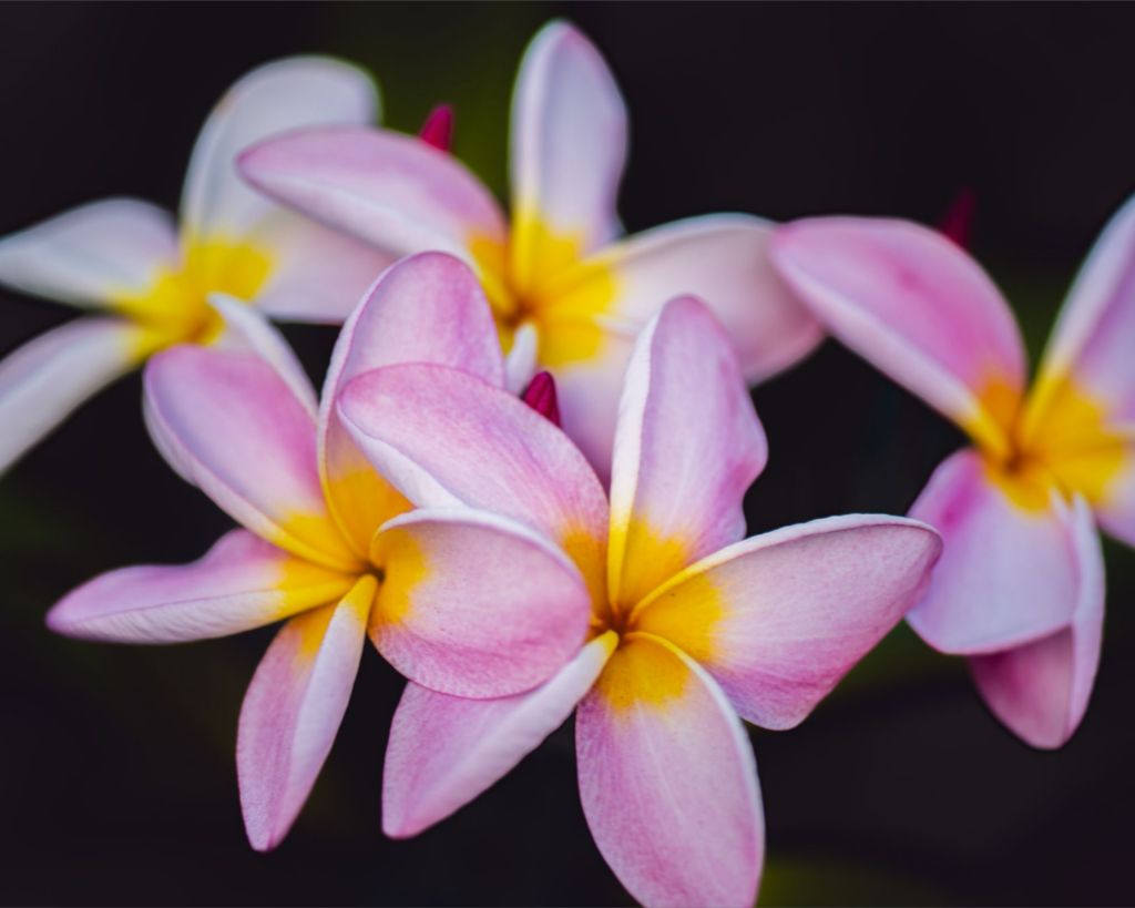 Plumeria Crown