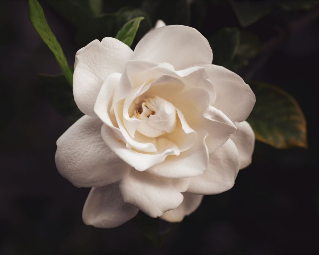 Gracious Gardenia