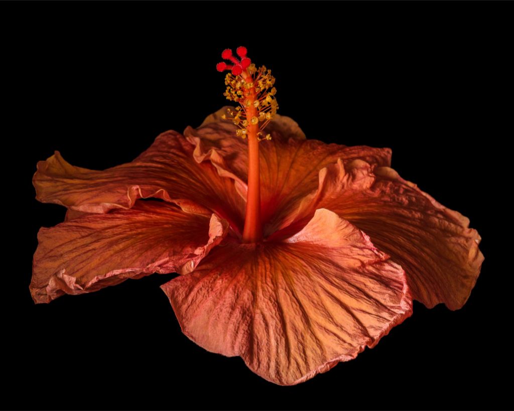 Orange Hibiscus
