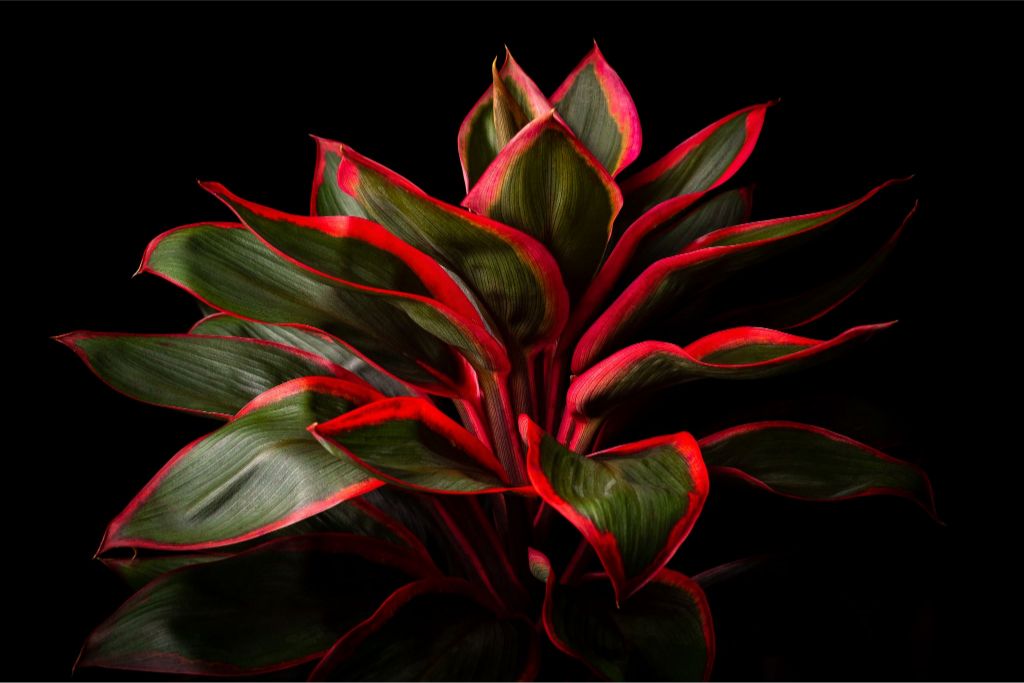 Ti Plant – John Cummins