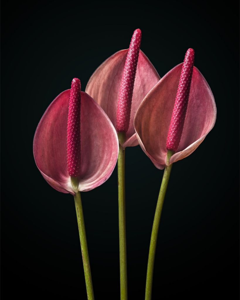 Pink Trio