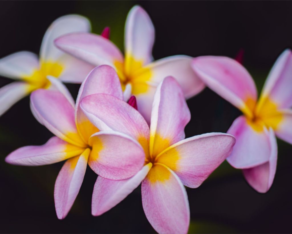 Plumeria Crown