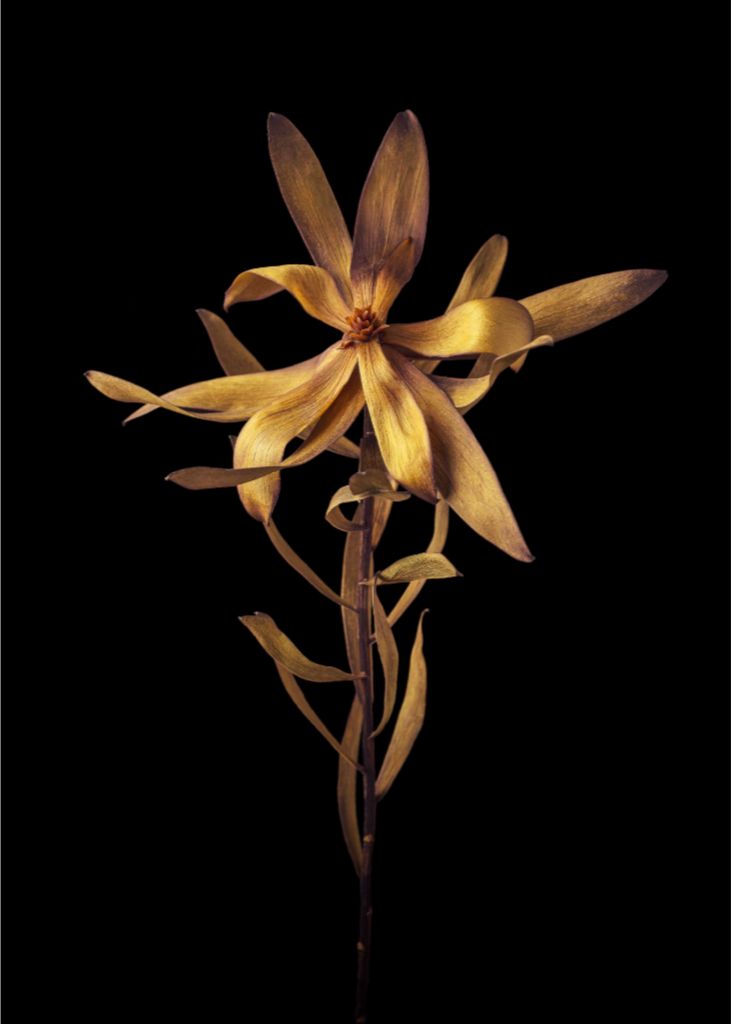 Dried Leucadendron